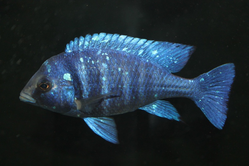Placidochromis sp. 'phenochilus tanzania'